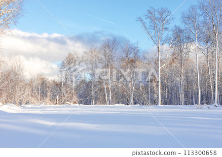 Beautiful winter sunny landscape. Fabulous winter forest. Trees covered with snow. Snowstorm, heavy snowfall. 113300658