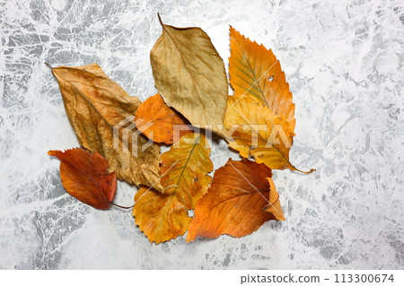 美麗的彩色落葉 113300674