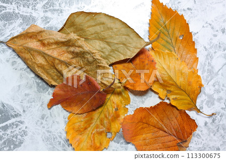 美麗的彩色落葉 113300675