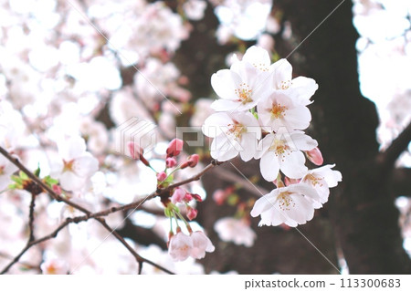 美麗的淺粉色櫻花花的特寫 113300683