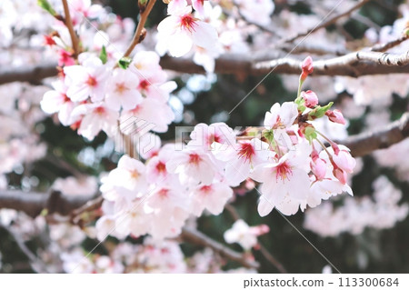 Beautiful pale pink cherry blossoms in full bloom 113300684