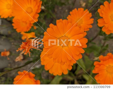 Calendula Calendula 113300709