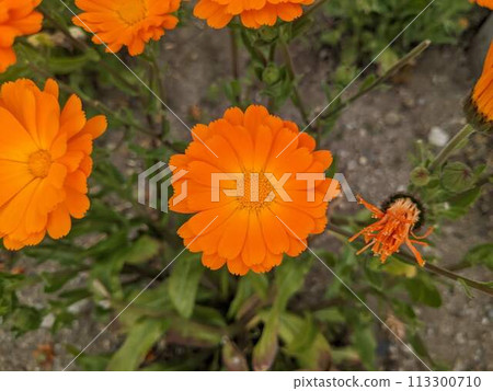 Calendula 113300710