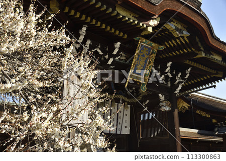 Kitano Tenmangu Shrine White Plum Blossoms and Sankomon [Important Cultural Property] 113300863