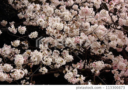 Somei-yoshino cherry blossoms in full bloom at Myoshoji Pond (1) 113300873