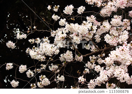 Somei-yoshino cherry blossoms in full bloom at Myoshoji Pond (4) 113300876