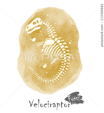 Fossil of Velociraptor dinosaur in rock . Watercolor paint design . Vector . Fossil of Velociraptor dinosaur in rock . Watercolor paint design . Vector . 113300882