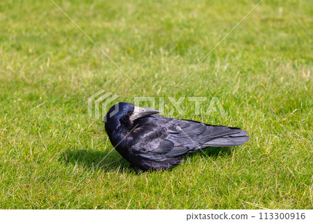 Corvus corone with sleek black feathers glistening in sunlight on a lush green meadow 113300916