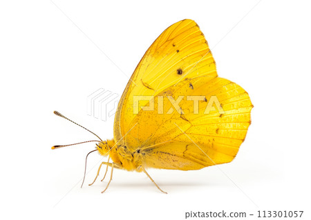 Beautiful Eurema Alitha Grass Yellow butterfly isolated on a white background. Side view Beautiful Eurema Alitha Grass Yellow butterfly isolated on a white background. Side view 113301057