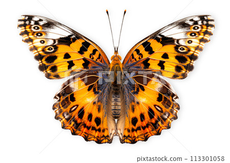Beautiful Nymphalidae butterfly isolated on a white background with clipping path 113301058