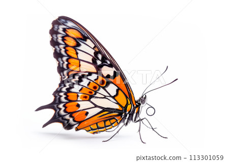 Beautiful Glory of Bhutan or Goliath butterfly isolated on a white background. Side view 113301059