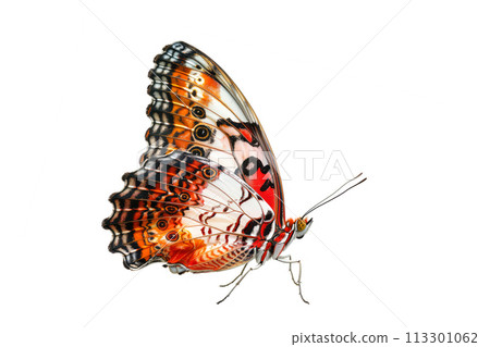 Beautiful Real Cethosia Hypsea malay Lacewing butterfly isolated on a white background. Side view 113301062
