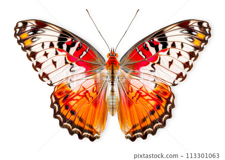 Beautiful Real Cethosia Hypsea malay Lacewing butterfly isolated on a white background with clipping path 113301063