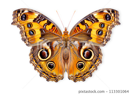 Beautiful Precis Octavia butterfly isolated on a white background with clipping path Beautiful Precis Octavia butterfly isolated on a white background with clipping path 113301064
