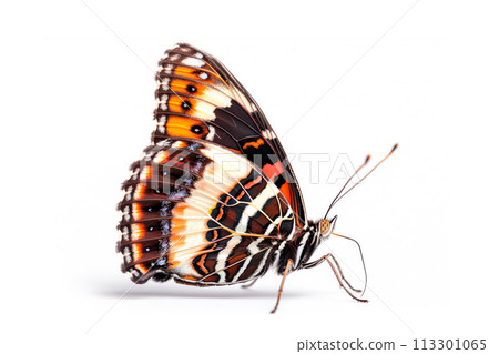 Beautiful Nymphalidae butterfly isolated on a white background. Side view Beautiful Nymphalidae butterfly isolated on a white background. Side view 113301065