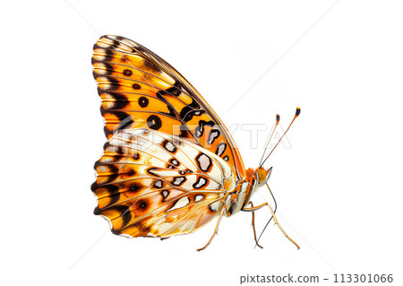 Beautiful Diana Fritillary butterfly isolated on a white background. Side view 113301066