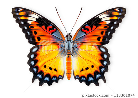 Beautiful Glory of Bhutan or Goliath butterfly isolated on a white background with clipping path 113301074