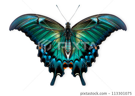 Beautiful Luzon Peacock Swallowtail Blue butterfly isolated on a white background with clipping path Beautiful Luzon Peacock Swallowtail Blue butterfly isolated on a white background with clipping path 113301075