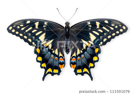 Beautiful Spicebush Swallowtail Papilio troilus butterfly isolated on a white background with clipping path 113301076