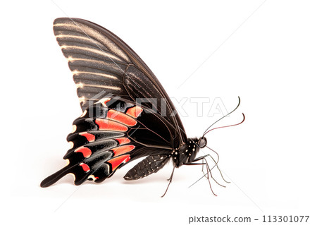 Beautiful Scarlet Mormon butterfly isolated on a white background. Side view 113301077