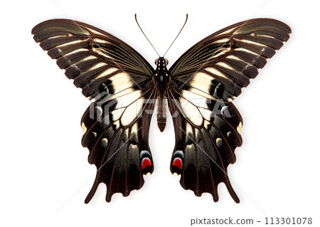 Beautiful Papilio memnon agenor butterfly isolated on a white background with clipping path 113301078