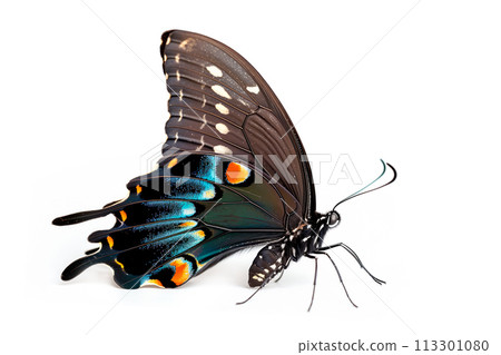 Beautiful Luzon Peacock Swallowtail Blue butterfly isolated on a white background. Side view 113301080