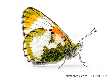 Beautiful Orange Tip butterfly isolated on a white background. Side view Beautiful Orange Tip butterfly isolated on a white background. Side view 113301084