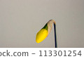 yellow narcissus daffodil bud blossom bloom 113301254