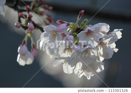 櫻桃花瓣和水滴 113301326