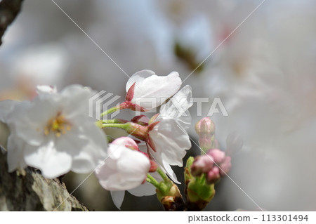 Scenery with cherry blossoms 113301494