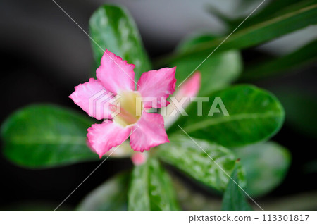 Desert rose, Impala lily or adenium obesum or Roem and Schult or Impala Lily or Pink Bignonia or Mock Azalea Desert rose, Impala lily or adenium obesum or Roem and Schult or Impala Lily or Pink Bignonia or Mock Azalea 113301817