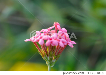 Panama Rose ,Arachnothryx leucophylla or Arachnothryx leucophylla Kunth Planch or RUBIACEAE 113301818