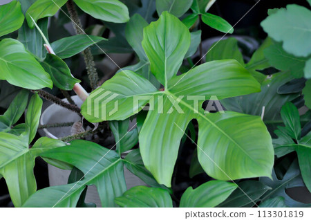 Philodendron Squamiferum or Philodendron pedatum, Philodendron or ARACEAE Philodendron Squamiferum or Philodendron pedatum, Philodendron or ARACEAE 113301819