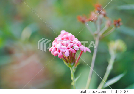 Panama Rose ,Arachnothryx leucophylla or Arachnothryx leucophylla Kunth Planch or RUBIACEAE 113301821