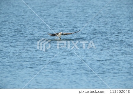 Hunting of the Osprego 113302048