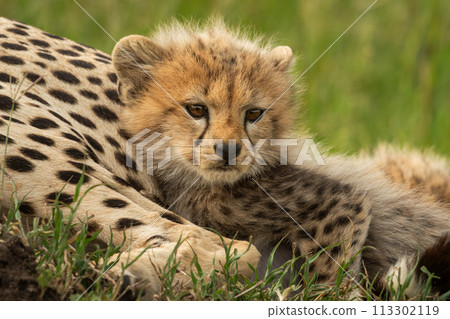 Cheetah cub lies snuggling up with mother Cheetah cub lies snuggling up with mother 113302119