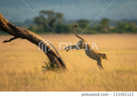 Cheetah jumping down from tree in savannah Cheetah jumping down from tree in savannah 113302121