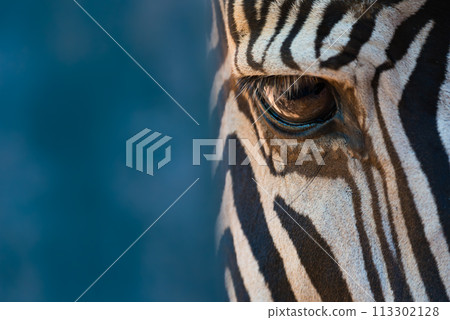 Close-up of right eye of Grevy zebra Close-up of right eye of Grevy zebra 113302128