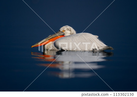 Dalmatian pelican casts reflection in blue lake Dalmatian pelican casts reflection in blue lake 113302130