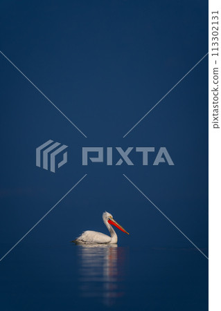 Dalmatian pelican floats on calm blue lake Dalmatian pelican floats on calm blue lake 113302131