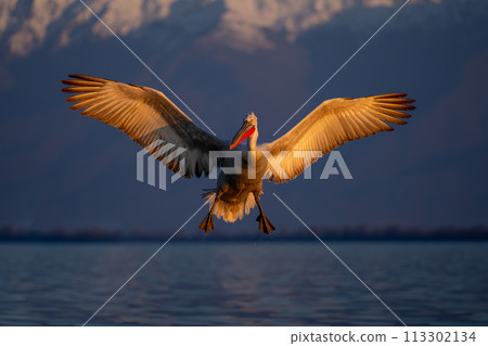 Dalmatian pelican spreads wings landing on lake Dalmatian pelican spreads wings landing on lake 113302134