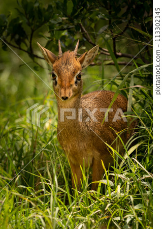 Kirk dik-dik framed by grass and bush 113302145