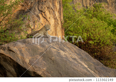 Leopard lies on rock staring into distance Leopard lies on rock staring into distance 113302149