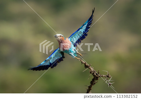 Lilac-breasted roller takes off from thorny branch 113302152