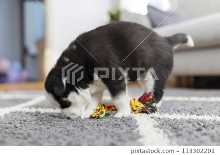Puppy with colorful chew toy. Home comfort concept. Puppy with colorful chew toy. Home comfort concept. 113302201