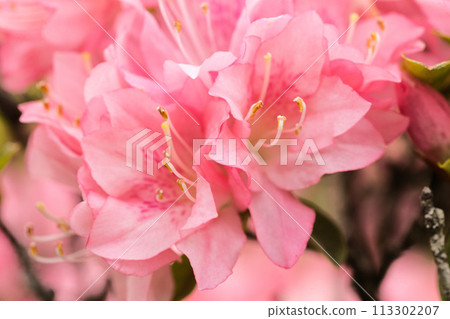 粉紅色的杜鵑花特寫 113302207
