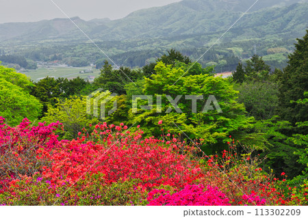生長在山表面的杜鵑花 生長在山表面的杜鵑花 113302209