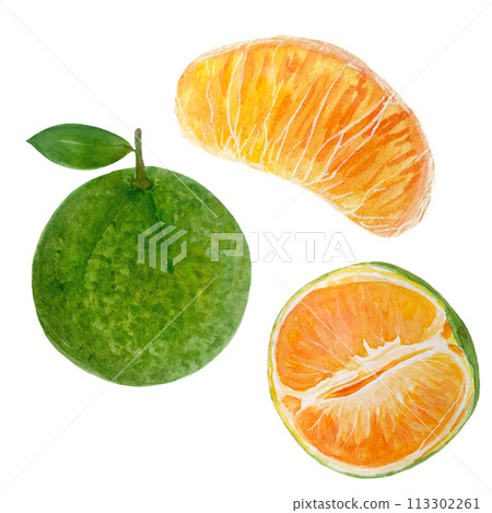 Orange and green mandarine watercolor isolated on white Orange and green mandarine watercolor isolated on white 113302261