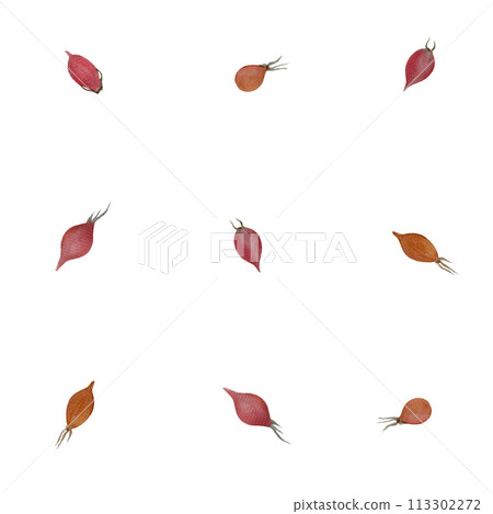 Rose-hip watercolor seamless pattern isolated on white Rose-hip watercolor seamless pattern isolated on white 113302272