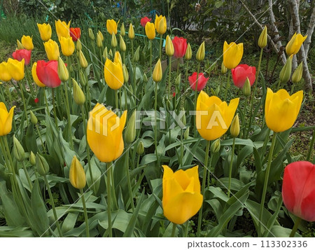 Tulip Tulip 113302336
